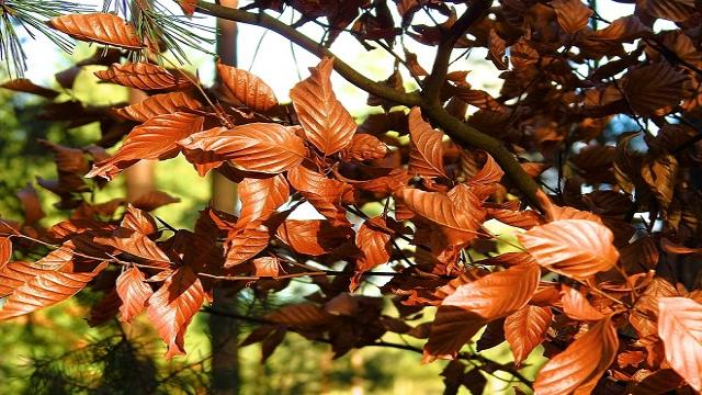 Los árboles de hoja caduca suelen florecer tras una caída de hojas estacional