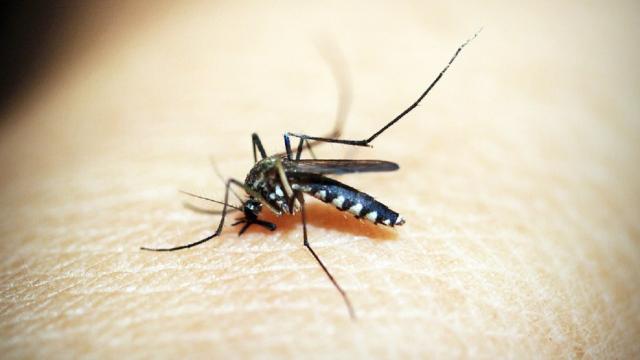 Zanzare killer, è allarme anche in Europa