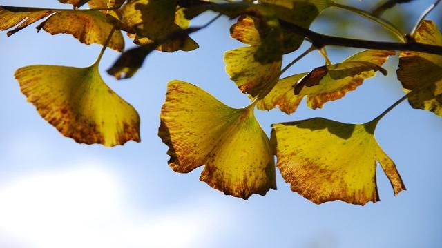 El Ginkgo Biloba excelente vasodilatador y activador de la circulación