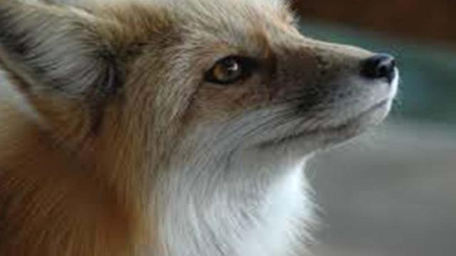 Sardegna: uccide una volpe col forcone, video choc in rete