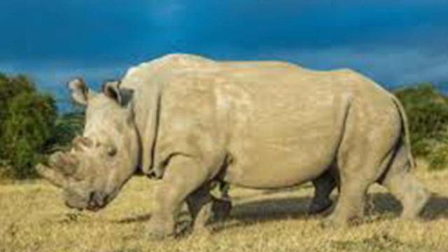 Il Rinoceronte bianco non è estinto: ecco la verità dopo le notizie errate 