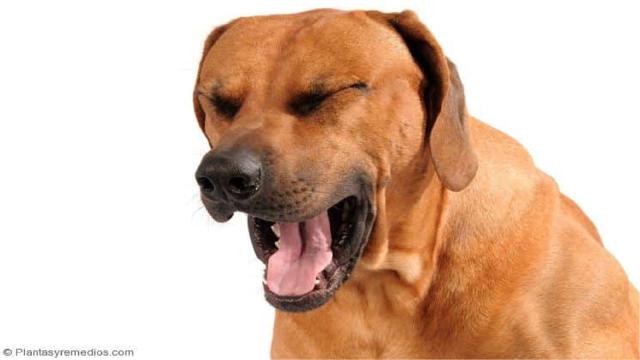 VÍDEO: La tos de las perreras!