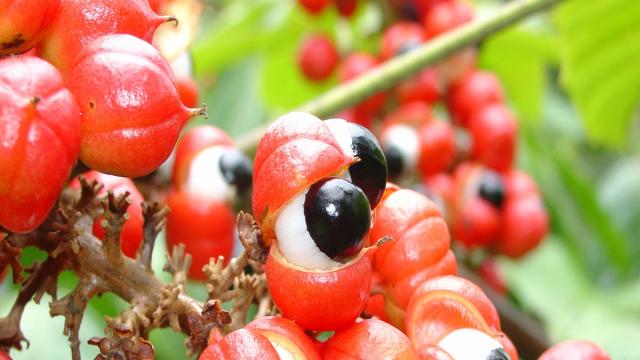 Guaraná: Qué es y cuáles son sus beneficios y propiedades