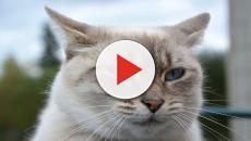 Gatto Certosino La Leggenda Di Questa Specie Felina