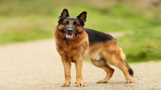 Displasia de cadera en perros: causas y síntomas