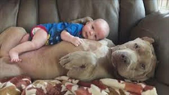 VIDEO: ¡Los perros Pitbull, una raza noble!