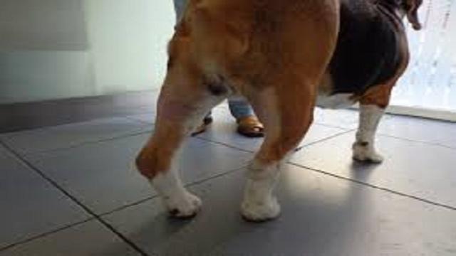 VÍDEO: Las cojeras en los perros, causas y tratamiento