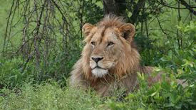 Sudafrica: aggredito dal leone che aveva cresciuto fin da cucciolo