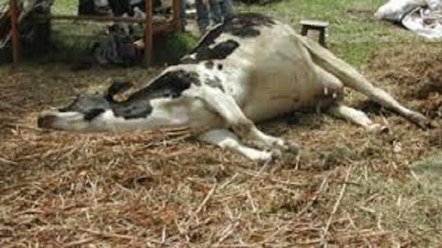 VÍDEO: Anaplasmosis bovina: causas y síntomas