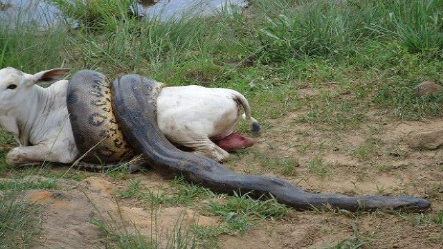 VÍDEO: La Anaconda: la serpiente más grande del mundo!