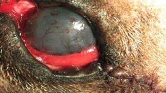 Vídeo: Queratoconjuntivitis seca en los perros, el mal del ojo rojo