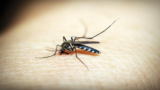 Lʼodore Della Malaria: Ecco Cosa Si ‘annusa’ Prima Dei Sintomi Della ...