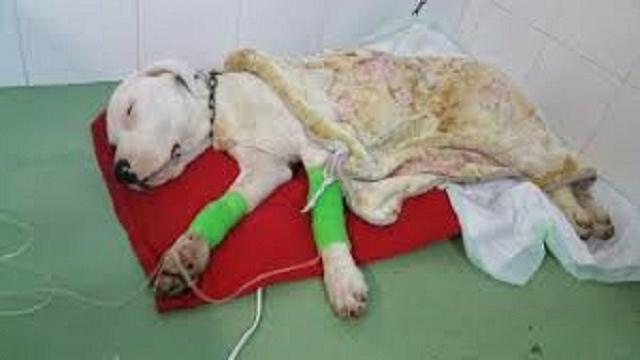 VÍDEO: La parvovirosis canina: una gastroenteritis hemorrágica