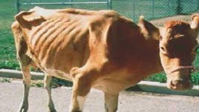 VÍDEO: Enfermedad de Johne o Paratuberculosis bovina