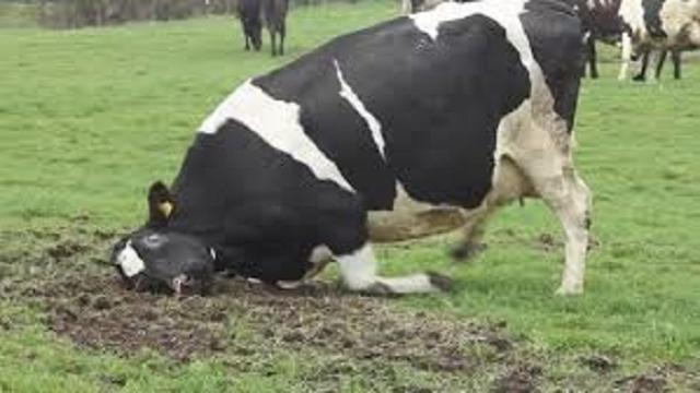 VÍDEO: La enfermedad de las vacas locas