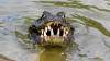 ETIÓPIA/Crocodilo mata pastor durante cerimônia de batismo em lago