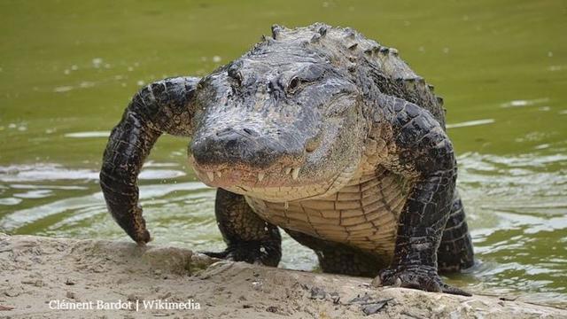 Alligator fatal attack victim near Silver Lakes Rotary nature park found