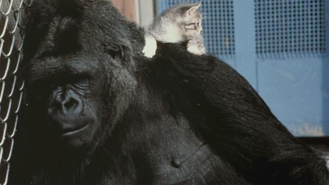 E' morta Koko, la gorilla che pianse per la morte di Robin Williams