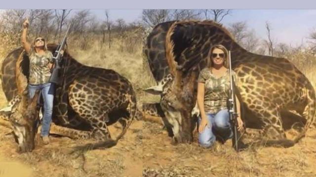 Tess Thompson Talley, 37, causes online outrage after posing with a dead giraffe