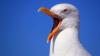 Seagulls in Devon, Dorset and Somerset reported to be drunk