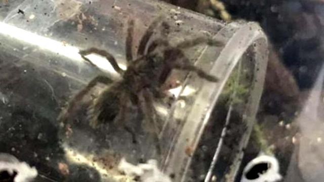 Two bird-eating tarantulas may be on the loose in Derbyshire village