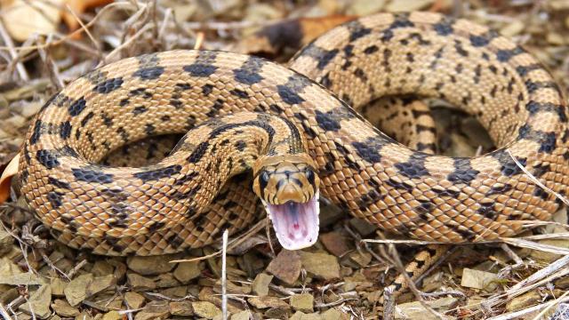 Le cose da fare in caso di morso di vipera