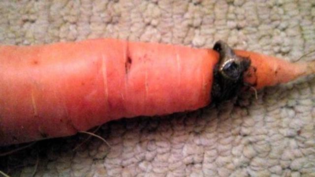 Missing gold ring found on garden carrot