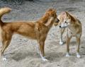 Western Australia to allow unregulated killing of dingoes