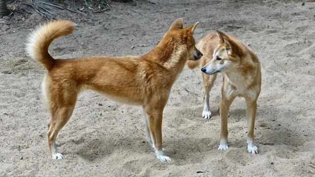 Western Australia to allow unregulated killing of dingoes