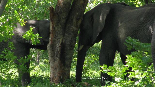 Botswana elephant poaching the worst Elephants Without Borders ever experienced