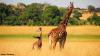 Giraffe attacks woman and 3-year-old son, critically injuring them