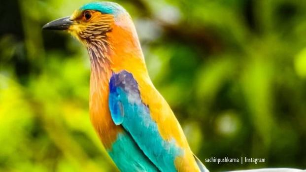 Beautiful bird photos from Instagram include the Indian Roller
