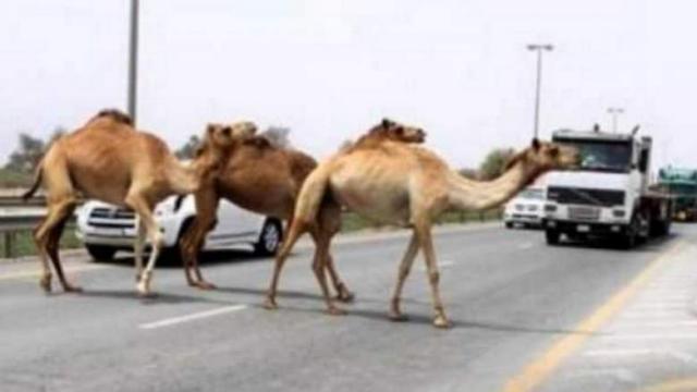 Saudi Arabia bans foreign camels from grazing its land