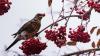 Birds in a Minnesota town are getting drunk and disorderly