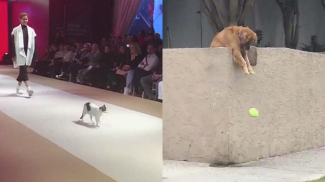 Cat takes up modelling while a dog just wants to play ball