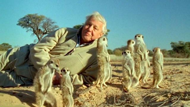 Our Planet: Netflix documentary with David Attenborough