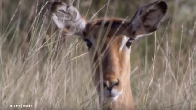 Wildlife clips on BBC Earth are short and interesting