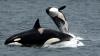 New Zealand: Wild Orcas swim with a woman in the Coromandel