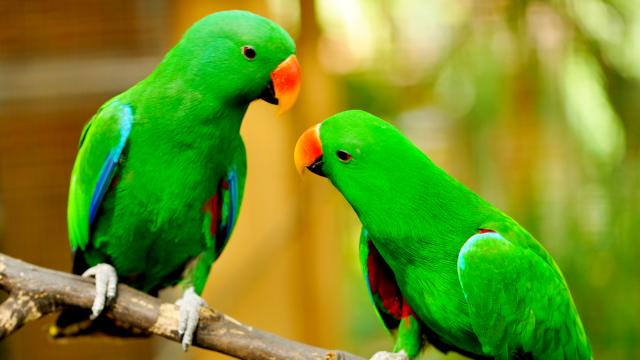 Greece to count foreign parrots in its city parks
