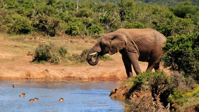 5 of the best locations for African safaris