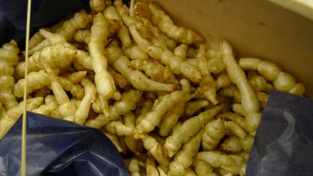 Les crosnes : des légumes de saison à redécouvrir