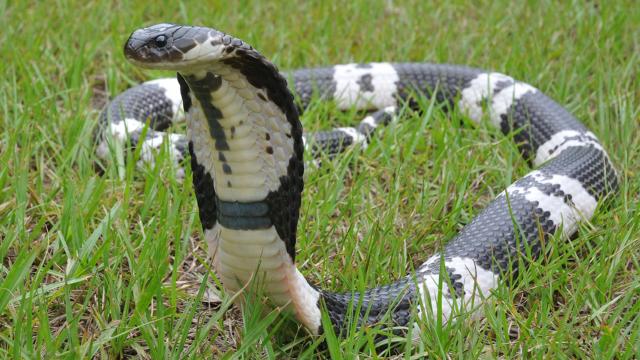 Livorno: morso dal proprio cobra, 50enne ricoverato d'urgenza