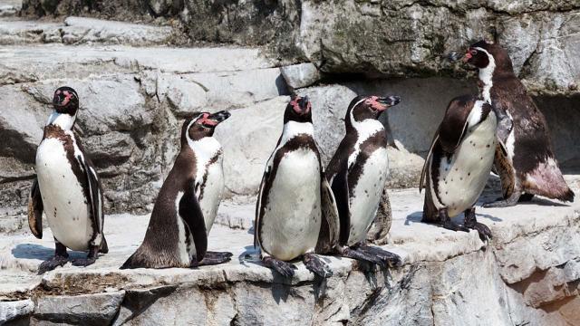 Two penguins stolen from Nottingham zoo have been returned