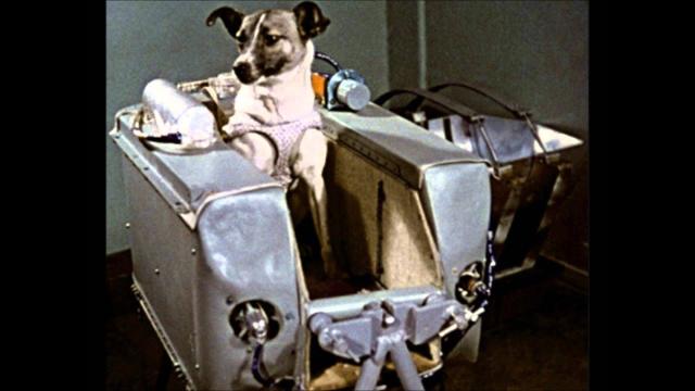 A história de Laika, o primeiro animal a viajar para o espaço