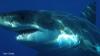 Great White Sharks: Hope for cancer as scientists learn more about their DNA