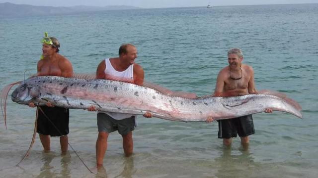 Peixe de 11 metros aparece no mar do Japão