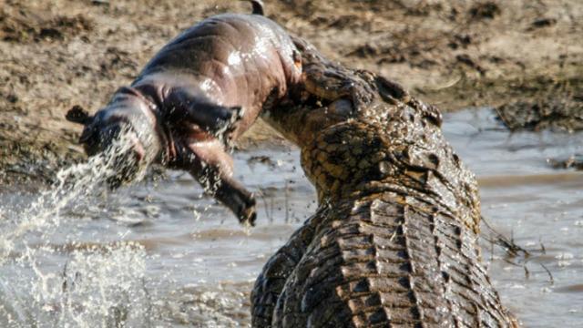 Crocodilo é conhecido por seus requintes de crueldade na África