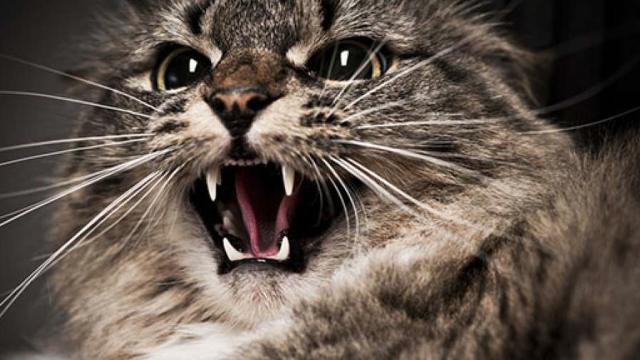 Genova, madre e figlia ostaggio del gatto di casa 'indemoniato': salvate  dai pompieri