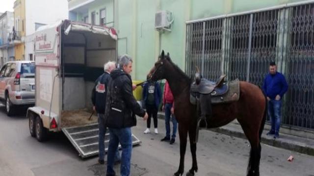 San Pietro Vernotico: cavallo imbizzarrito morso da un cane corre nelle vie del paese