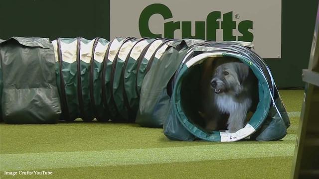 Kratu the funny rescue dog gets a standing ovation at Crufts Dog Show